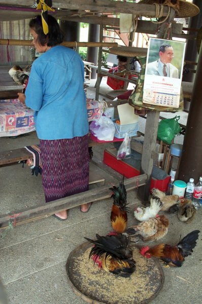 DCP_1446 roosters hanging out by craftslady.JPG